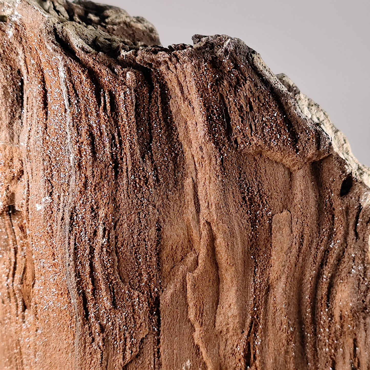 Verkieseltes Holz Feenholz